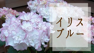 イリスブルー解説(旧名称未定20-14ブルー)　さかもと園芸の新品種あじさい　母の日ギフト　ショート