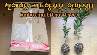 천혜향 레드향묘목 언박싱 (unboxing Citrus Tree)