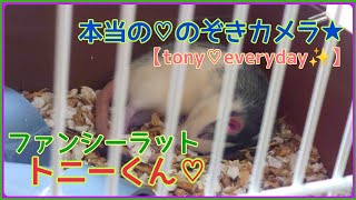 【本当の♡のぞきカメラ★】#shorts #ファンシーラット #ラット #Fancyrat #rat #エキゾチックアニマル