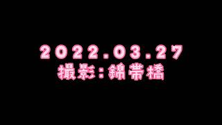 錦帯橋でお花見2022.03.27