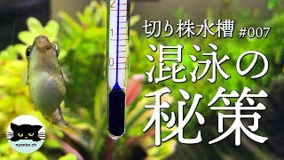 【切り株水槽#7】アベニーパファー、雌雄混泳の秘策