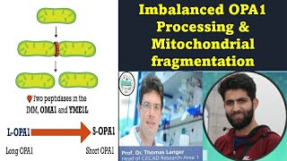 Mitochondria - Imbalanced opa1 processing and Mitochondrial fragmentation