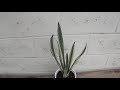 tanaman hias sansevieria bantel s sensation