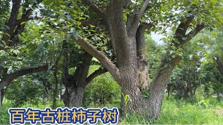 山东百年古桩柿子树基地，大根盘比腰还粗的树干，可惜价格太便宜