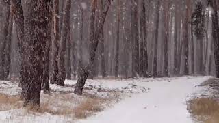 Snowstorm, Blizzard & Howling Winds in the forest | 1 Hours Relaxing Sounds for Sleep, Insomnia