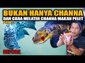 PEMBUKTIAN BUKAN MODAL OMONGAN..!! IKAN LOUHAN BIRU KITA MERAHKAN PAKEK RED SEEKERS - Part 2