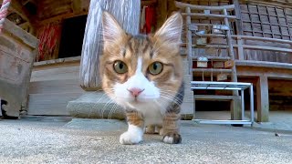 カメラが気になる神社の猫ちゃん