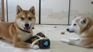 柴犬まめとちゃめの平凡な日常　その４４