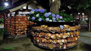 恋つづ　ロケ地　　今戸神社　アジサイ　紫陽花　2020　6月　雨上り　浅草　隅田公園　近い　　招き猫　発祥の地ではない。　近所の人なら知っている話