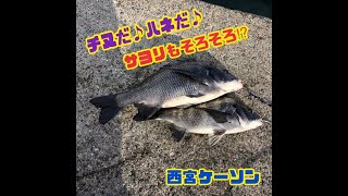 チヌ！ハネ！サヨリはこれから⁉︎ fishing max武庫川店