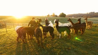 Hillsboro Alpaca Ranch - The Creation and Operation