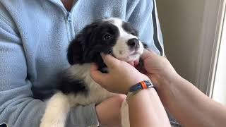 How to glue Border Collie ears to “tip”. (tear mender method).