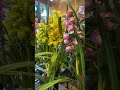 初売りセール開催します！　 園芸 ガーデニング 植物の写真を撮るのが好き 植物のある暮らし 花のある生活 ガーデニング初心者 奈良ガーデニング 初売り