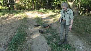 Frühförderung/Wald- 6. Woche Dackelwelpen bei \