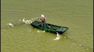 香港 新田 魚塘 魚農 Fish farmer in San Tin fish pond of Hong Kong - 4K