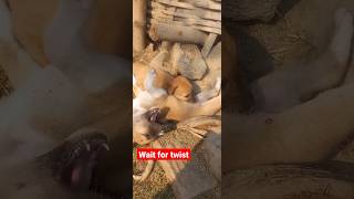 cute dogs 🐕 marpit ।cute dog #shorts #viral #trending