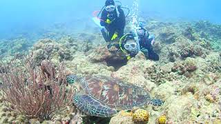 海ガメのお食事タイムに♪石垣島ダイビングセンターMOSSDIVERS