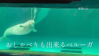 おしゃべりも出来るベルーガ　鴨川シーワールド