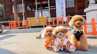 犬も七五三をする時代！？愛犬の七五三詣へ行ってきました！