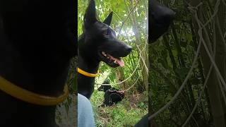 #doglover #doghunt #doghunter #huntingdog #animals #shortvideo #shorts #youtubeshorts #youtube