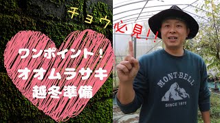 本当？！なんと！オオムラサキ（Sasakia charonda）幼虫が降りてくる！越冬準備のワンポイント！蝶太郎物語りNo.19