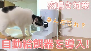 【猫のいる暮らし】自動給餌器がやってきた！