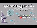 spermatogenesis (pembentukan sel sperma) biologi sma bab.sistem reproduksi kelas 11