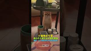 小猫咪太可爱，用小爪子提示主人想吃零食，猫咪：主人我很乖的 快点发奖励吧！ #可爱 #猫咪 #趣闻