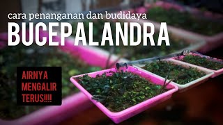 Making Bucepalandra Emersed Propagation Sites | Keep Moist!! Can you make Anubias #bucepalandra