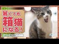 暑くても箱猫になる！