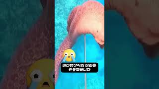 30년차 해녀가 잡은 25KG 역대급 돌돔