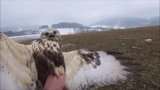 ODCHYT DRAVCŮ - Buteo lagopus !!!