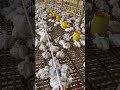 Ayam broiler kandang open #chicken #kemitraan #farming #poultryfarming #fypシ゚viral #ayam