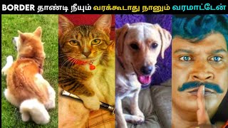 இந்த BORDER தாண்டி நீயும் வரக்கூடாது நானும் வரமாட்டேன் DOG-CAT FUN TROLL - MP TROLL TAMIL