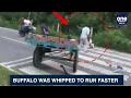 buffalo viral video this buffalo won t be cowed down takes revenge oneindia news