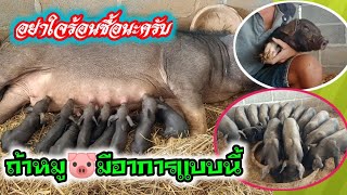 อาการแบบนี้ต้องดูให้ออกสำหรับคนที่เลี้ยงหมูรุ่นใหญ่ หมูดำ หมูเหมยซาน และหมูป่า เอาข้อมูลดีๆมาแบ่งปัน