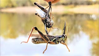 Catfishing with Grasshoppers!!! (Catch and Cook)