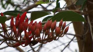 มโนรมย์/ทองหลางดอกแดง (Ma-no-rom/Tong-laang Dok Daeng) - Erythrina crista-galli L. 16