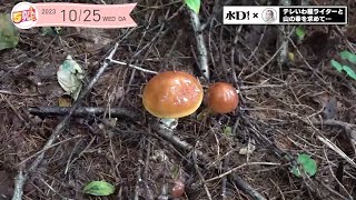 岩手の山で秋のキノコ探し｜５きげんテレビ