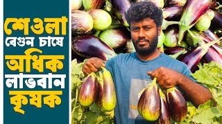 স্থানীয় শেওলা জাতের বেগুন চাষে অধিক লাভবান হচ্ছে চাষিরা | বেগুন চাষ পদ্ধতি | Brinjal Farming