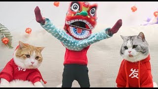 主人陪猫吃年夜饭，一起表演爆笑沙雕舞狮，猫：大过年的太丢人了｜花花与三猫 Cat Live