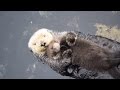 Newborn Sea Otter Pup Snuggles Up With Mom While Floating