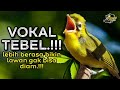 Kecial Kuning Vokal Tebel Lebih Berasa Bikin Lawan Joss Gak Bisa DIAM‼️| PEPADU KECIAL