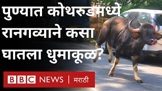 Pune Kothrud मध्ये Indian Bison , Gaur नेमका कुठून आला? I पुणे  कोथरुडमध्ये रानगवा कसा शिरला?