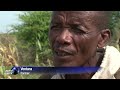 saving the baobab trees of madagascar