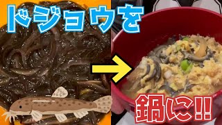 ドジョウの柳川風鍋を作ってみた【日替わり遊び隊】