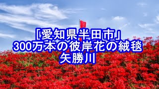 300万本の彼岸花の絨毯　矢勝川　[愛知県半田市］