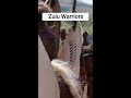 zulu warriors shorts zulu war warmovie