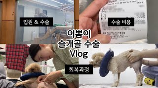 [vlog] 뽐이 슬개골탈골 수술 전문 병원, 입원, 퇴원, 회복, 재활, 비용, 후기 브이로그