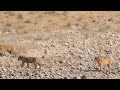 tiger territory leopard attacks river view bike ride corbett safari corbett junglesafari